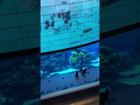 Dubai Aquarium & Underwater Zoo