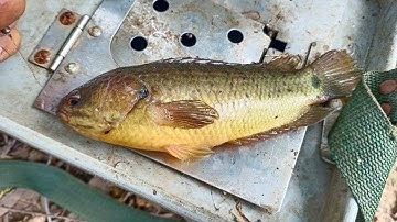 Câu cá rô, trê thiên nhiên:thu phục bầy cá rô nái và cá trê trắng khủng.