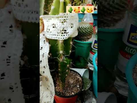 HOW TO REPRODUCE