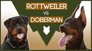 DOBERMAN vs ROTTWEILER! What's The Difference!