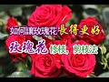 玫瑰花剪枝，修枝法！如何讓玫瑰花長得更好？【美新社】