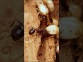 La batalla berserker pt 3 #shorts #viral