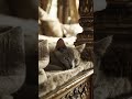 Chartreux Cat is Sleepy🐱🔔❤️🎵 – Lo-fi Bossa Shorts