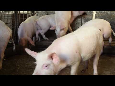 ჰიპროსანი, HIPROSAN