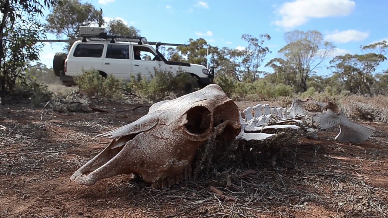 4WDING & HUNTING THE FLINDERS RANGES - YouTube