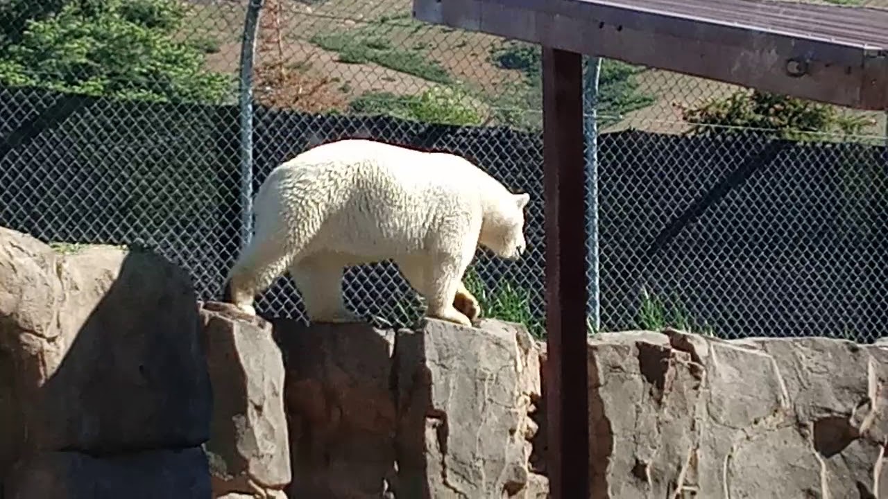 5/29/19 SALT LAKE CITY ZOO YouTube