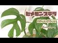 【モンステラ】ヒメモンステラの植え替え｜Monstera｜観葉植物