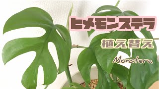 【モンステラ】ヒメモンステラの植え替え｜Monstera｜観葉植物