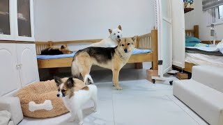 진돗개 텐 패밀리,실시간 방송! 아침!