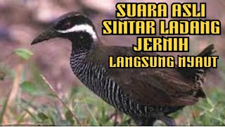 Download Lagu SUARA ASLI SINTAR LADANG JERNIH LANGSUNG DATANG MP3