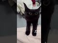 Blapak Cat Meme