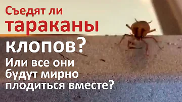 Едят ли тараканы клопов? Ответ из квартиры в Балашихе: