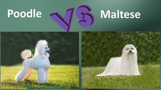 Poodle VS Maltese - Breed Comparison - Maltese and Poodle Differences by BreedBattle 4,752 views 2 years ago 5 minutes, 59 seconds