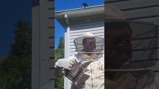 Angry Bees. Queenless hive gets testy as my smoker malfunctions. #bee #beekeeper #beekeeping #honey