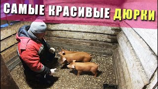 ЭТО НАДО ВИДЕТЬ! | Поросята порода дюрок | вес поросят в 1 месяц (взвешивание поросят)