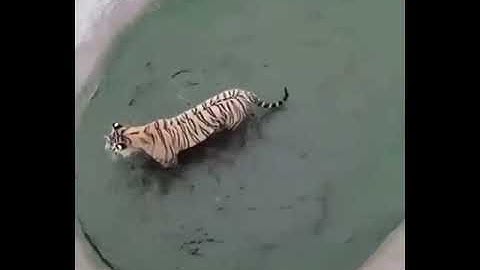 Duck disappears in front of Tiger trying to eat him😂😂