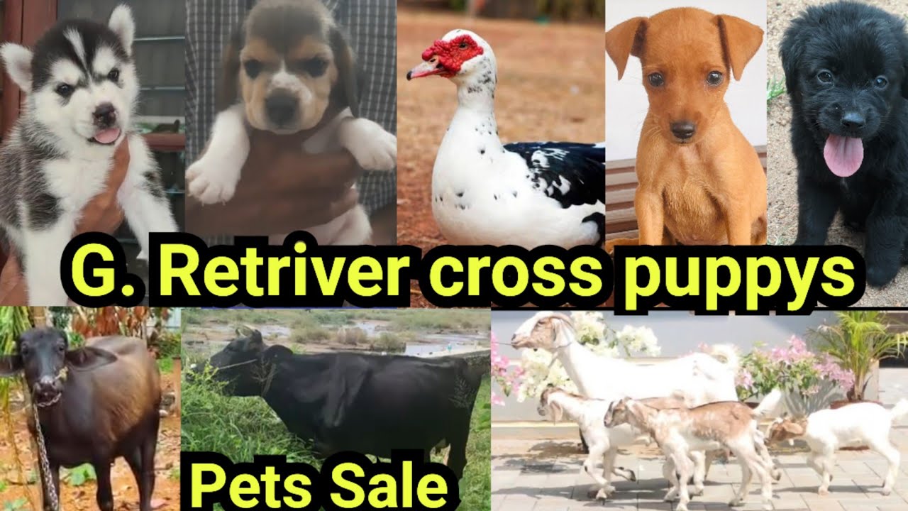 G.Retriver cross puppys ❤Beagle🔥Husky|Minpin |പോത്ത് |പശു |ആട് |മണിതാറാവ് | sale low price in Kerala