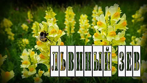 Львиный зев, Антирринум. Лечебные свойства. Народная медицина. Лекарственные растения