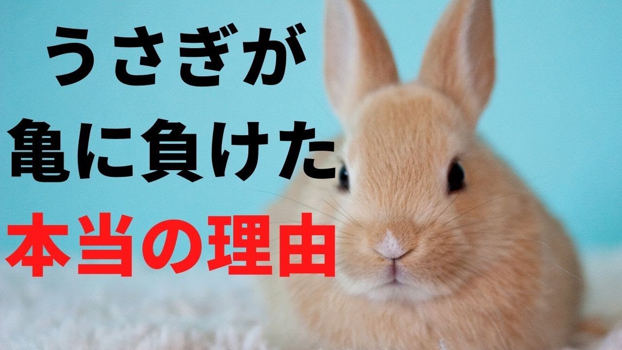 うさぎと亀 もうひとつの物語 Youtube