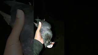 সব গুলো কবুতর শেষ হয়ে যাচ্ছে ??shortvideo shortvideo pigeon shortvideo shortvideo pigeon 