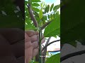 Tanaman buah srikaya yang sudah memiliki banyak bunga dan buahnya setelah dipruning#nature