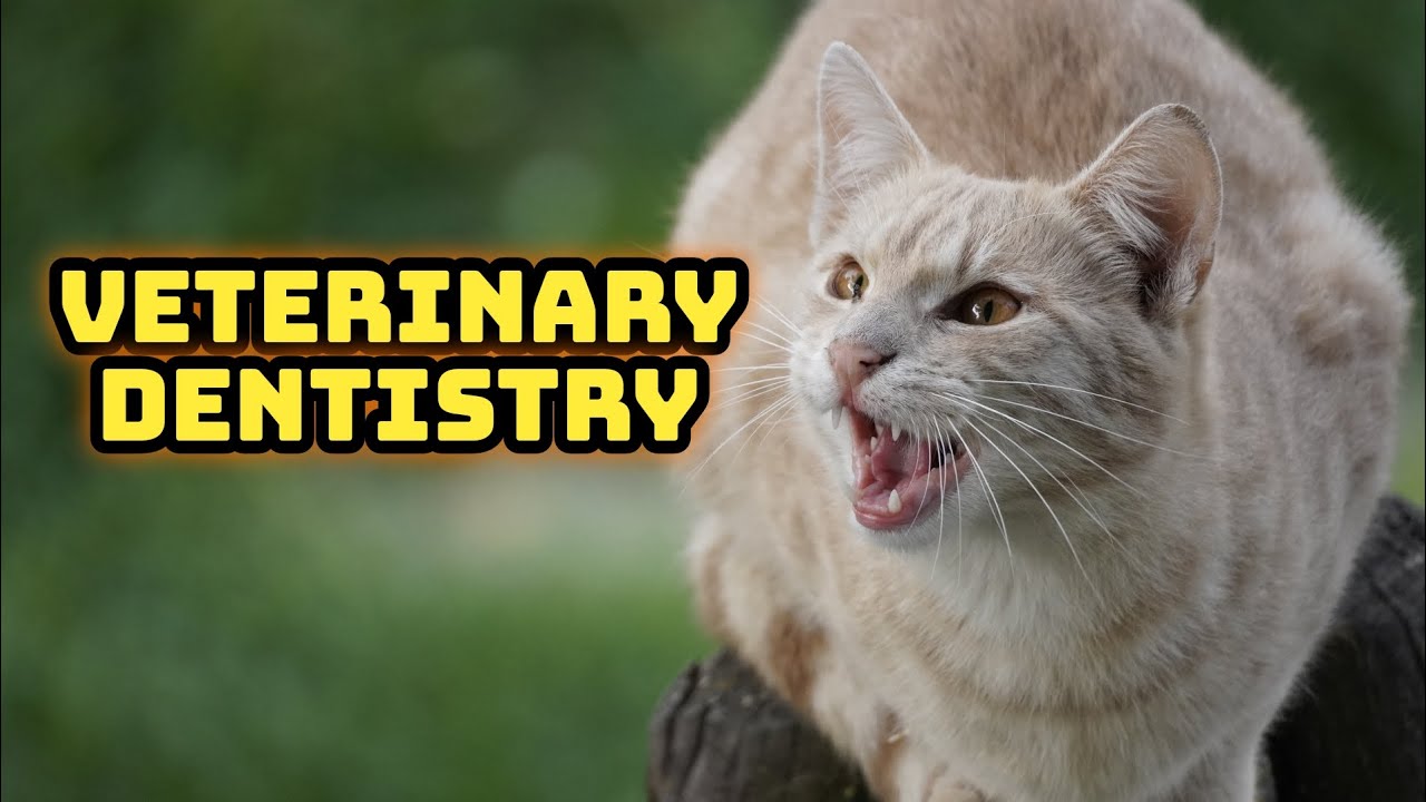 Veterinary Dentistry YouTube