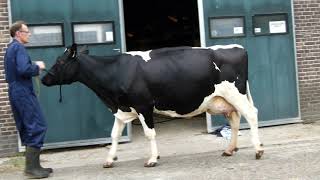 Nellie 236 Big Winner X Maik