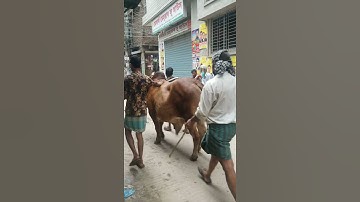 ভাই কত নিসে || আবার সময় আসতেছে