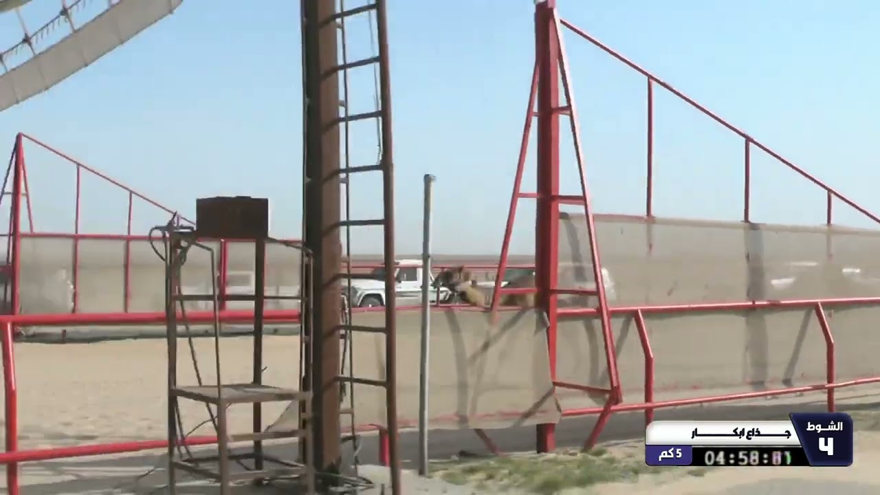 4 الشوط الرابع جذاع ابكار السبت 28 02 2026