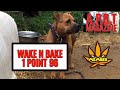 Wake n bake 196 american pit bull terrier