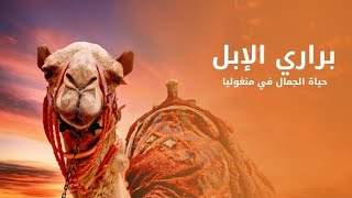 براري الإبل حياة الجمال في صحراء منغوليا | كويست عربية Quest Arabiya