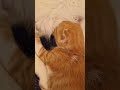 The best life! 🍼🐱#FunnyKitten #CuteMoment #BabyCat #CatLovers #KittenMilk #kitten #cat