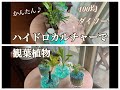 簡単【100均・ダイソー】ハイドロカルチャーで観葉植物