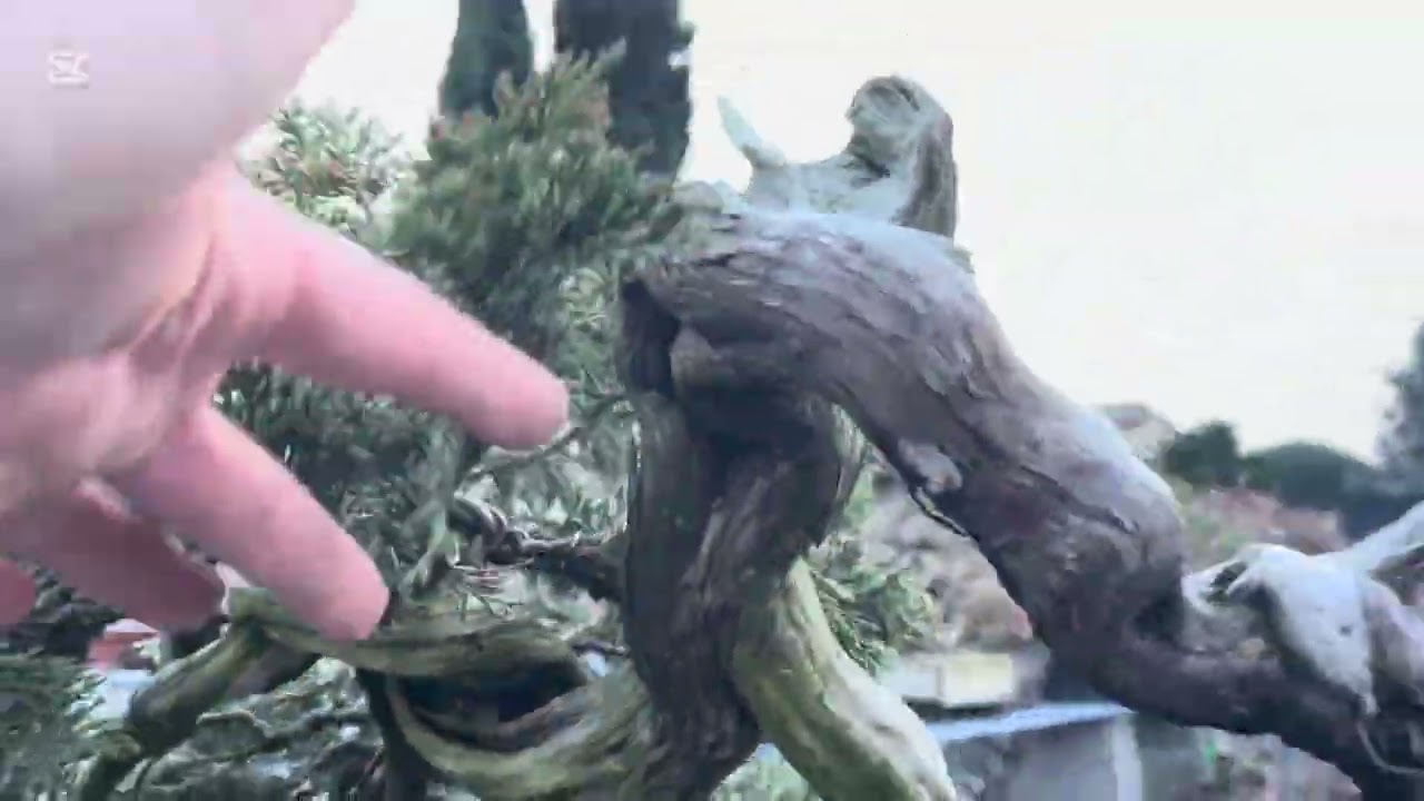 Juniperus sabina 26/650