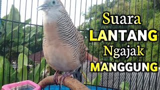 Perkutut Lokal Gacor Suara Lantang Besar Ngajak Manggung (%AMPUH BANGET)