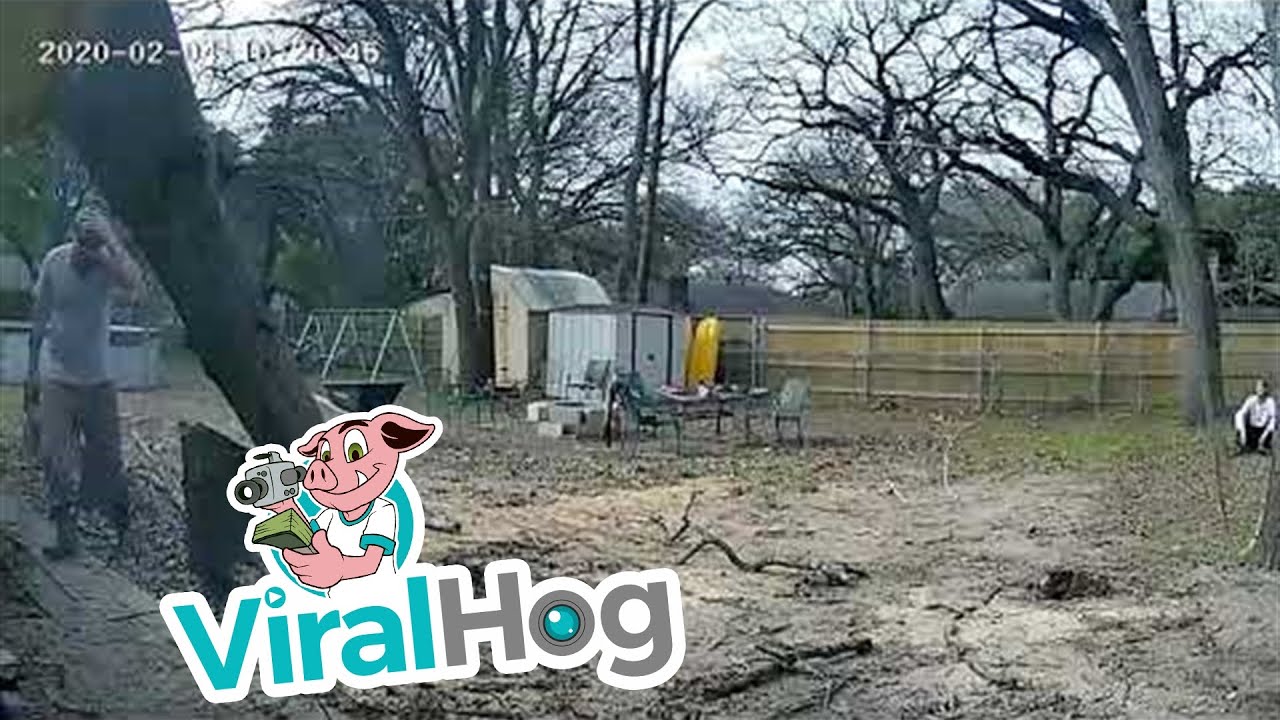 Tree Falls on House in Felling Fail || ViralHog - YouTube