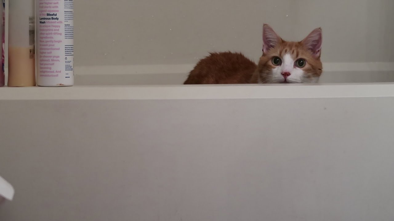 When Your Cat Won't Get Out Of The Bathtub YouTube