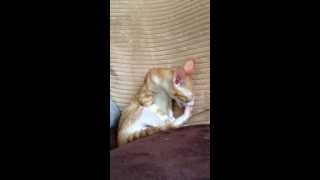 Sherbert licking his tail and then chewing on his lil foot! by Rhonda 243 views 11 years ago 2 minutes, 32 seconds