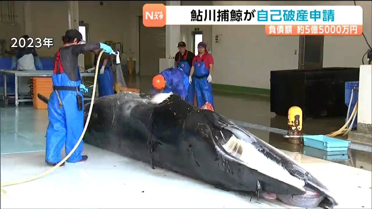 Whaling Town Business Files for Bankruptcy with 550 Million Yen in