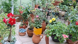 No75youko867797 FLOWERS and GARDEN 4段 The flower garden is changing for the better and will inspire you