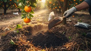 How To Grow Multitype Oranges At Home Can We Get An Orange Tree From A Seed?