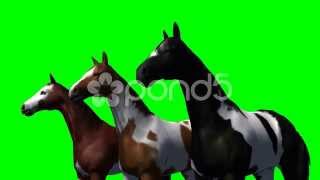 Group Of Horses - Green Screen