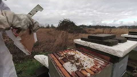 The Life Of Bees by Danny Najera (Vuze XR VR180)