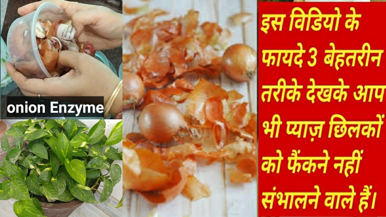 Onion peels Uses for plants / आप भी प्याज के छिलके फैंक देते हैं तो