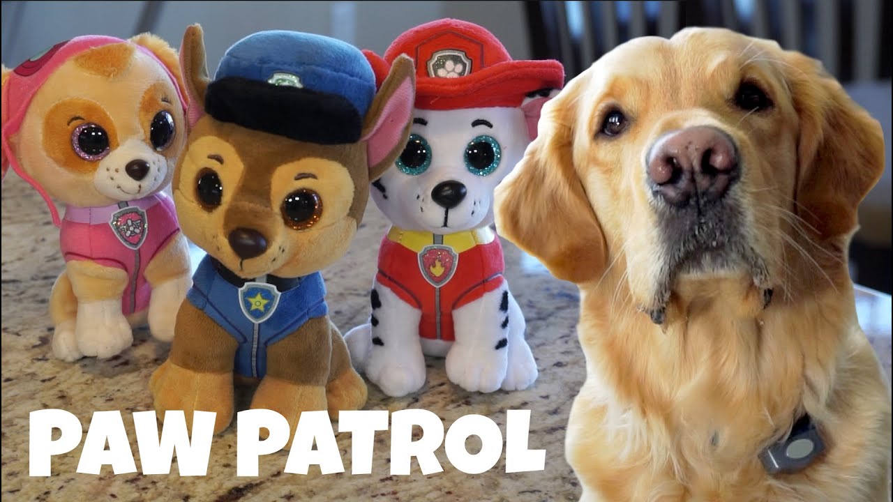 Paw Patrol SAVES Ty - HIDE AND SEEK FOR KIDS - YouTube