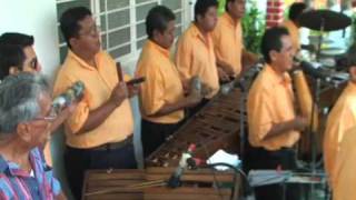 Perla de Chiapas "La abeja miope"