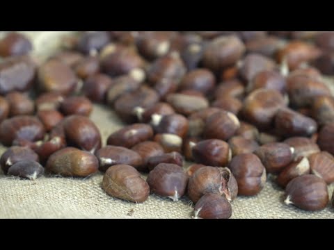 Video ENTULA | La farina di castagne che unisce comunità e sviluppo – PIC Progetti in Cammino - GAL BMG