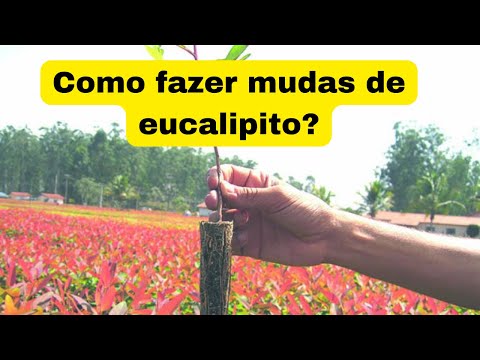 Vídeo: Propagação de Eucalipto - Cultivo de Sementes e Enraizamento de Estacas de Eucalipto