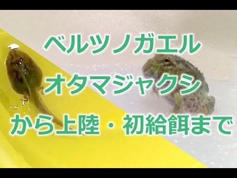 ベルツノガエル をオタマジャクシから飼育 上陸 後の初給餌までを日記形式でレポートです Tadpoles Has Been Transformed Into A Ceratophrys Ornata Youtube
