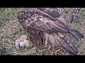 Kaljukotkas2::Golden Eagle~🥳🐥  Welcome to the world little eaglet #1~3:24 pm 2024/05/06